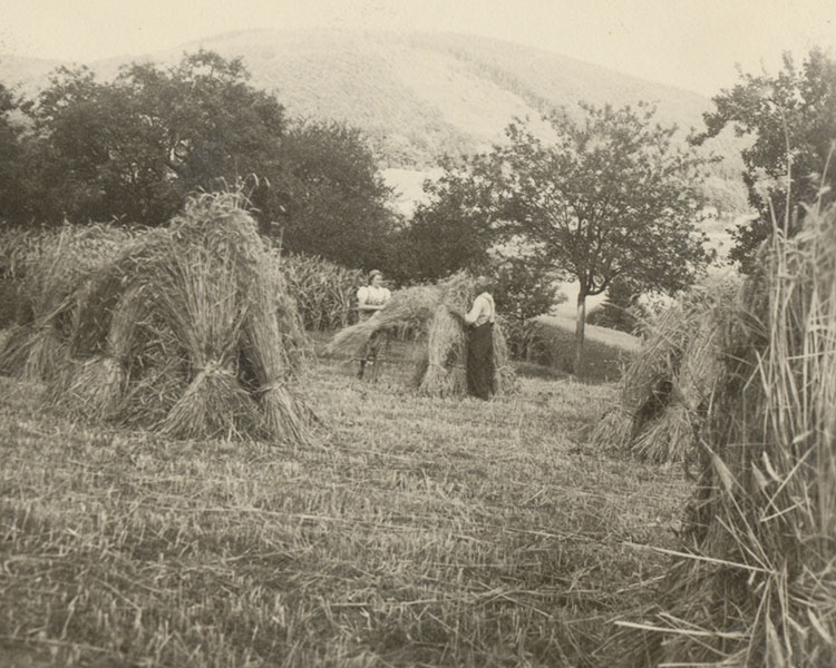 Landwirtschaft in Schneeberg